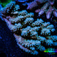 Acropora Coral -  Ultra Wild Acro WYSIWYG A3R5B1 Acropora Coral -  Ultra Wild Acro WYSIWYG A3R5B1 SPS Acropora Coral -  Ultra Wild Acro WYSIWYG A3R5B1 Zeo Box Reef