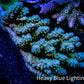 Acropora Coral -  Ultra Wild Acro WYSIWYG A3R5B1 Acropora Coral -  Ultra Wild Acro WYSIWYG A3R5B1 SPS Acropora Coral -  Ultra Wild Acro WYSIWYG A3R5B1 Zeo Box Reef