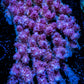 Acropora Coral -  Ultra Wild Acro WYSIWYG A4R2B1 Acropora Coral -  Ultra Wild Acro WYSIWYG A4R2B1 SPS Acropora Coral -  Ultra Wild Acro WYSIWYG A4R2B1 Zeo Box Reef