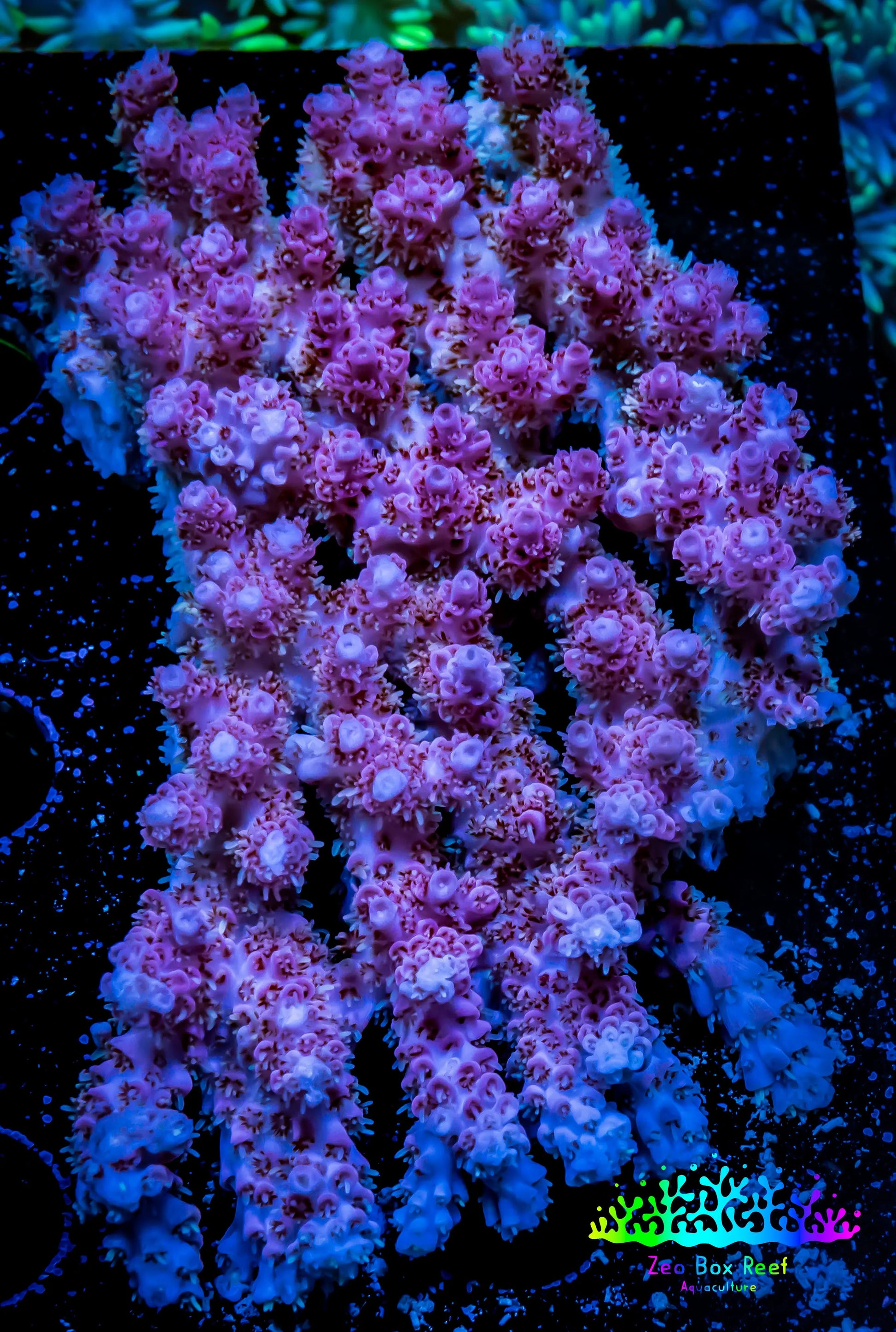 Acropora Coral -  Ultra Wild Acro WYSIWYG A4R2B1 Acropora Coral -  Ultra Wild Acro WYSIWYG A4R2B1 SPS Acropora Coral -  Ultra Wild Acro WYSIWYG A4R2B1 Zeo Box Reef