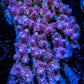 Acropora Coral -  Ultra Wild Acro WYSIWYG A4R2B1 Acropora Coral -  Ultra Wild Acro WYSIWYG A4R2B1 SPS Acropora Coral -  Ultra Wild Acro WYSIWYG A4R2B1 Zeo Box Reef