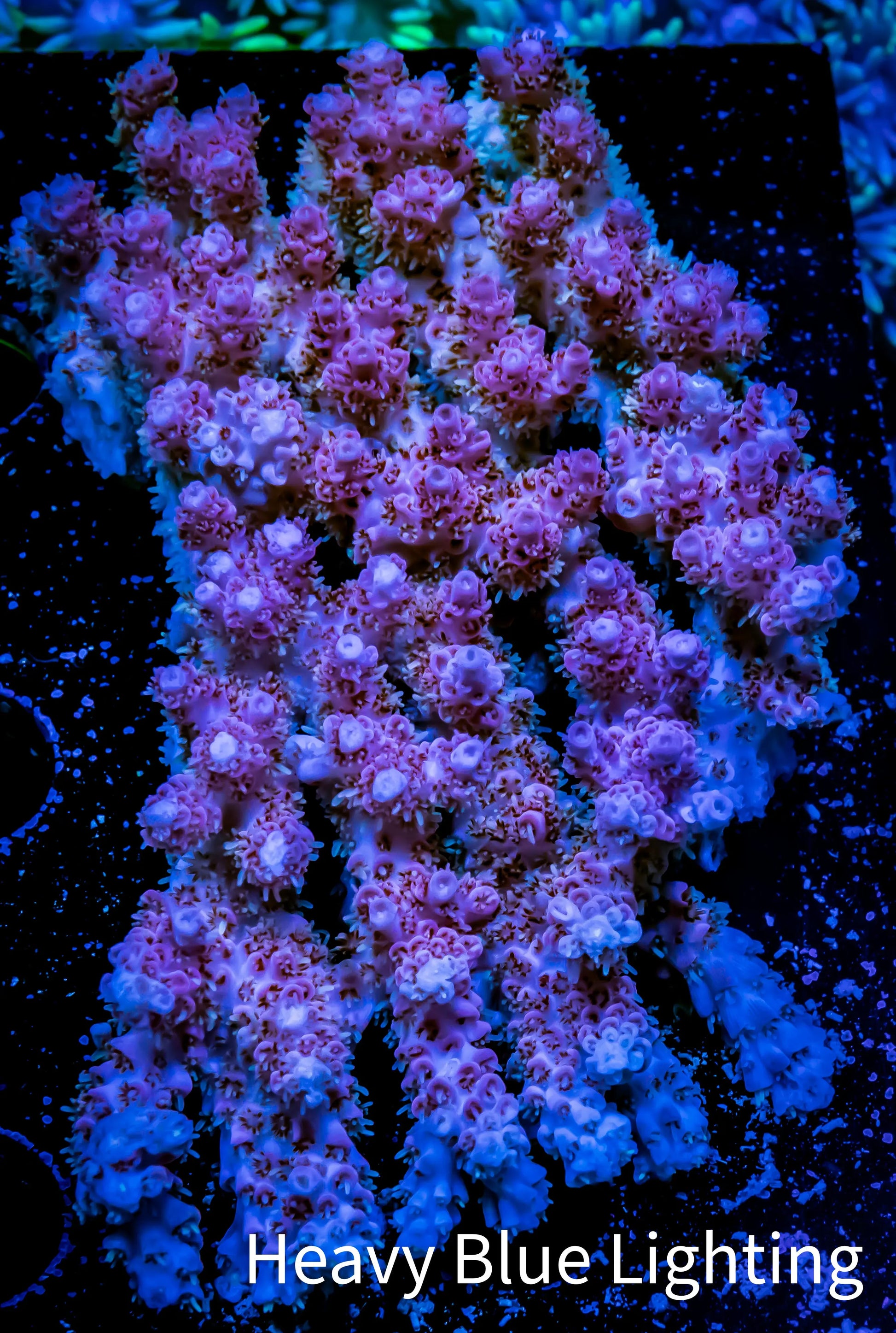 Acropora Coral -  Ultra Wild Acro WYSIWYG A4R2B1 Acropora Coral -  Ultra Wild Acro WYSIWYG A4R2B1 SPS Acropora Coral -  Ultra Wild Acro WYSIWYG A4R2B1 Zeo Box Reef