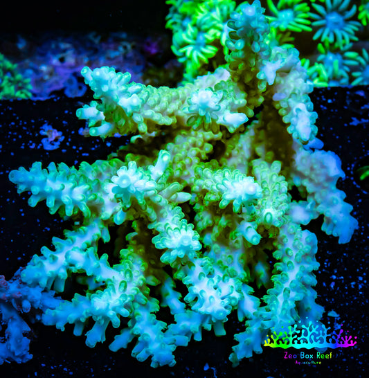Acropora Coral -  Ultra Wild Acro WYSIWYG A4R2B1 Acropora Coral -  Ultra Wild Acro WYSIWYG A4R2B1 SPS Acropora Coral -  Ultra Wild Acro WYSIWYG A4R2B1 Zeo Box Reef