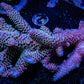 Acropora Coral -  Ultra Wild Acro WYSIWYG A4R5B1 Acropora Coral -  Ultra Wild Acro WYSIWYG A4R5B1 SPS Acropora Coral -  Ultra Wild Acro WYSIWYG A4R5B1 Zeo Box Reef