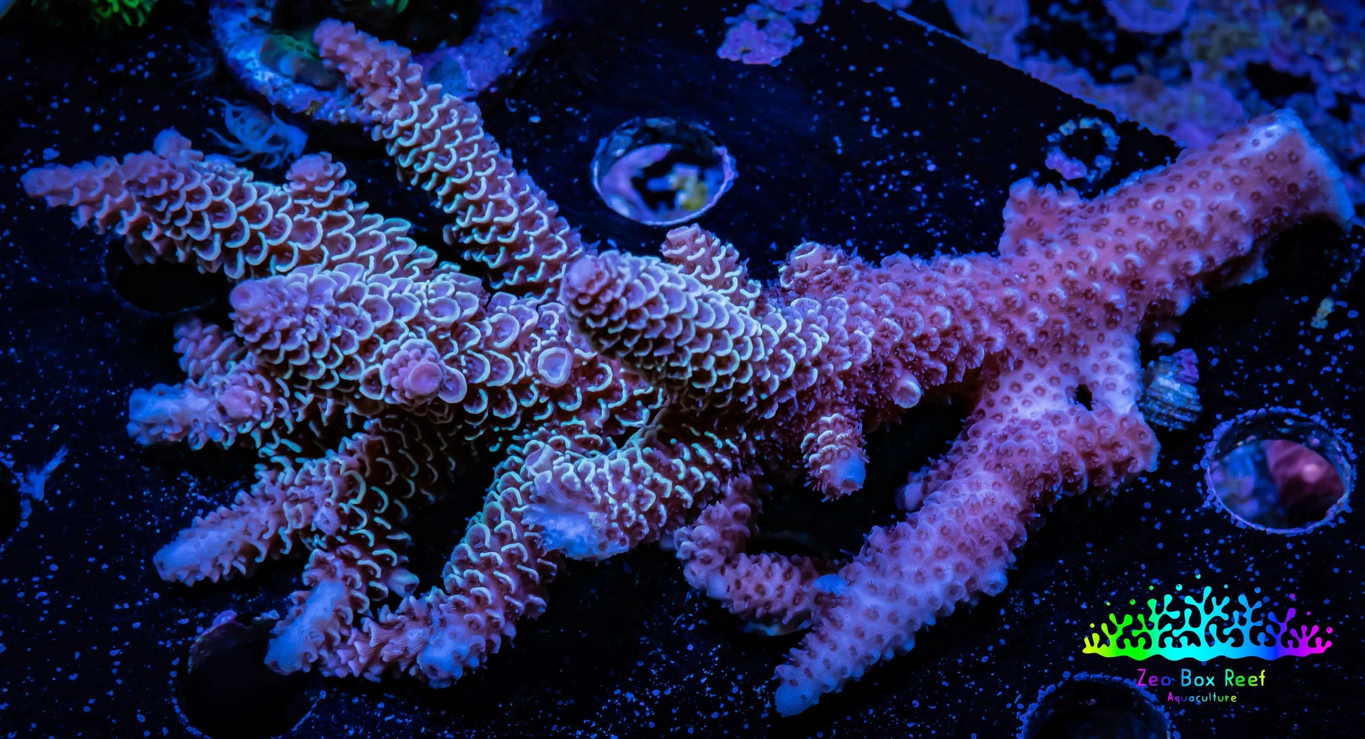Acropora Coral -  Ultra Wild Acro WYSIWYG A4R5B1 Acropora Coral -  Ultra Wild Acro WYSIWYG A4R5B1 SPS Acropora Coral -  Ultra Wild Acro WYSIWYG A4R5B1 Zeo Box Reef
