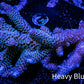 Acropora Coral -  Ultra Wild Acro WYSIWYG A4R5B1 Acropora Coral -  Ultra Wild Acro WYSIWYG A4R5B1 SPS Acropora Coral -  Ultra Wild Acro WYSIWYG A4R5B1 Zeo Box Reef