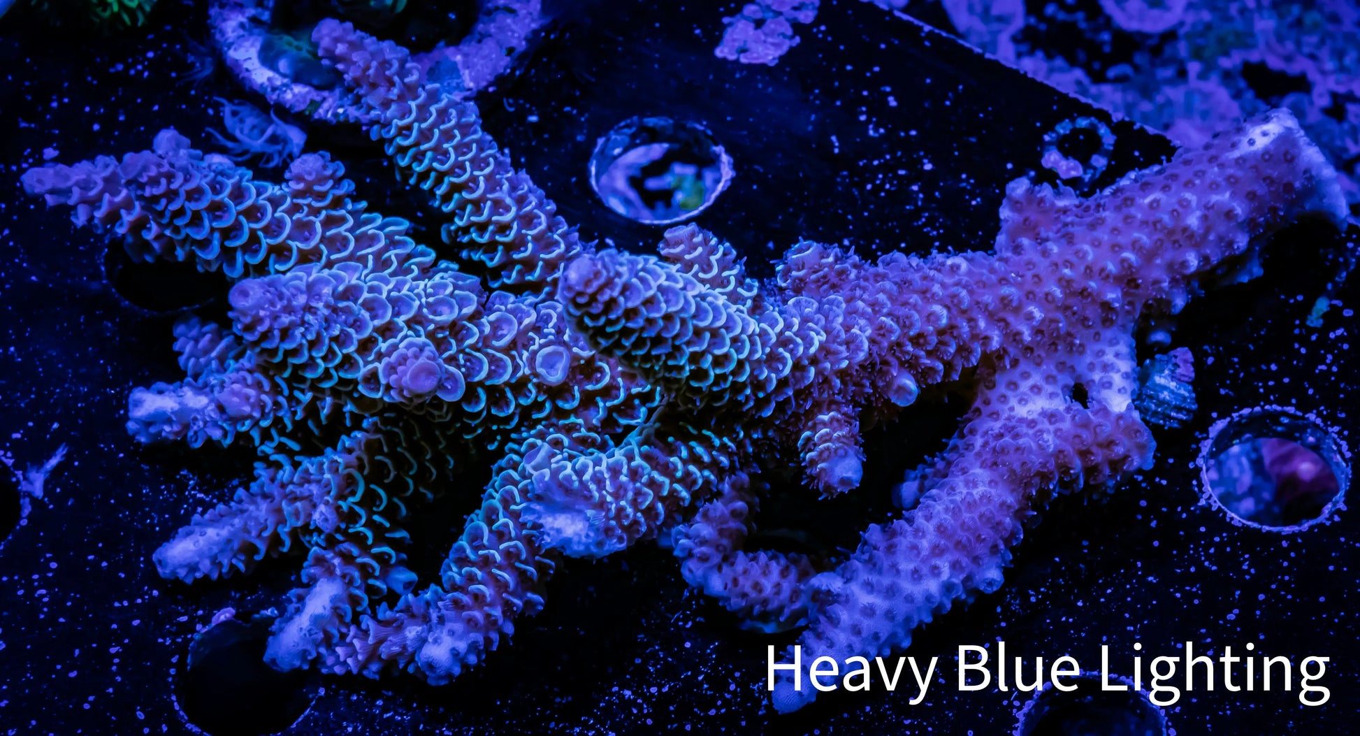 Acropora Coral -  Ultra Wild Acro WYSIWYG A4R5B1 Acropora Coral -  Ultra Wild Acro WYSIWYG A4R5B1 SPS Acropora Coral -  Ultra Wild Acro WYSIWYG A4R5B1 Zeo Box Reef
