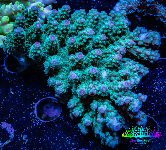 Acropora Coral -  Ultra Wild Acro WYSIWYG B1R2B1 Acropora Coral -  Ultra Wild Acro WYSIWYG B1R2B1 SPS Acropora Coral -  Ultra Wild Acro WYSIWYG B1R2B1 Zeo Box Reef