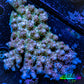 Acropora Coral -  Ultra Wild Acro WYSIWYG B1R2B1 (Copy) Acropora Coral -  Ultra Wild Acro WYSIWYG B1R2B1 (Copy) SPS Acropora Coral -  Ultra Wild Acro WYSIWYG B1R2B1 (Copy) Zeo Box Reef