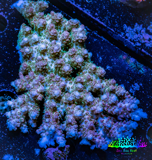 Acropora Coral -  Ultra Wild Acro WYSIWYG B1R2B1 (Copy) Acropora Coral -  Ultra Wild Acro WYSIWYG B1R2B1 (Copy) SPS Acropora Coral -  Ultra Wild Acro WYSIWYG B1R2B1 (Copy) Zeo Box Reef
