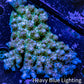 Acropora Coral -  Ultra Wild Acro WYSIWYG B1R2B1 (Copy) Acropora Coral -  Ultra Wild Acro WYSIWYG B1R2B1 (Copy) SPS Acropora Coral -  Ultra Wild Acro WYSIWYG B1R2B1 (Copy) Zeo Box Reef