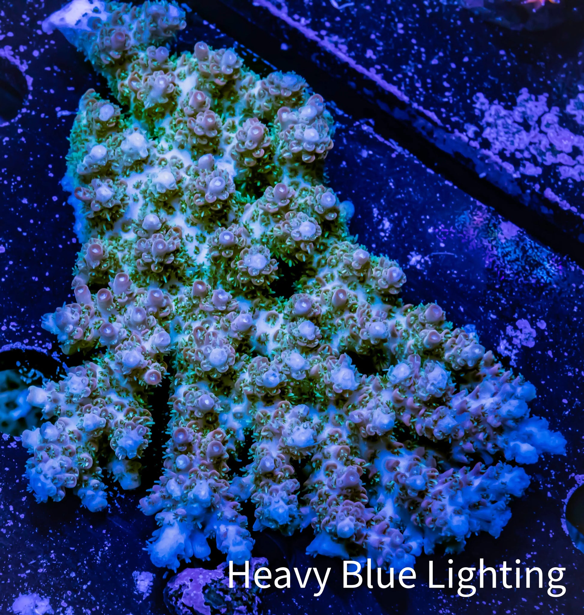 Acropora Coral -  Ultra Wild Acro WYSIWYG B1R2B1 (Copy) Acropora Coral -  Ultra Wild Acro WYSIWYG B1R2B1 (Copy) SPS Acropora Coral -  Ultra Wild Acro WYSIWYG B1R2B1 (Copy) Zeo Box Reef