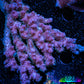 Acropora Coral -  Ultra Wild Acro WYSIWYG B1R5B1 Acropora Coral -  Ultra Wild Acro WYSIWYG B1R5B1 SPS Acropora Coral -  Ultra Wild Acro WYSIWYG B1R5B1 Zeo Box Reef