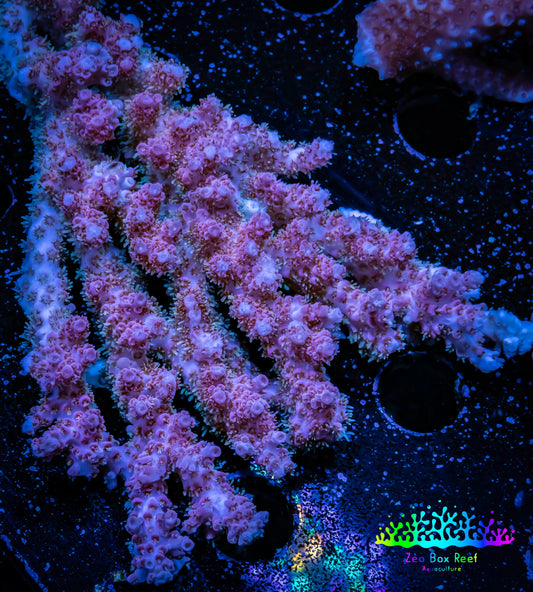 Acropora Coral -  Ultra Wild Acro WYSIWYG B1R5B1 Acropora Coral -  Ultra Wild Acro WYSIWYG B1R5B1 SPS Acropora Coral -  Ultra Wild Acro WYSIWYG B1R5B1 Zeo Box Reef