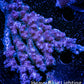 Acropora Coral -  Ultra Wild Acro WYSIWYG B1R5B1 Acropora Coral -  Ultra Wild Acro WYSIWYG B1R5B1 SPS Acropora Coral -  Ultra Wild Acro WYSIWYG B1R5B1 Zeo Box Reef