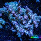 Acropora Coral -  Ultra Wild Acro WYSIWYG B2R2B1 Acropora Coral -  Ultra Wild Acro WYSIWYG B2R2B1 SPS Acropora Coral -  Ultra Wild Acro WYSIWYG B2R2B1 Zeo Box Reef