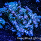 Acropora Coral -  Ultra Wild Acro WYSIWYG B2R2B1 Acropora Coral -  Ultra Wild Acro WYSIWYG B2R2B1 SPS Acropora Coral -  Ultra Wild Acro WYSIWYG B2R2B1 Zeo Box Reef