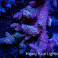 Acropora Coral -  Ultra Wild Acro WYSIWYG B2R5B1 Acropora Coral -  Ultra Wild Acro WYSIWYG B2R5B1 SPS Acropora Coral -  Ultra Wild Acro WYSIWYG B2R5B1 Zeo Box Reef