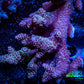 Acropora Coral -  Ultra Wild Acro WYSIWYG B2R5B1 Acropora Coral -  Ultra Wild Acro WYSIWYG B2R5B1 SPS Acropora Coral -  Ultra Wild Acro WYSIWYG B2R5B1 Zeo Box Reef
