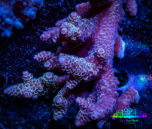 Acropora Coral -  Ultra Wild Acro WYSIWYG B2R5B1 Acropora Coral -  Ultra Wild Acro WYSIWYG B2R5B1 SPS Acropora Coral -  Ultra Wild Acro WYSIWYG B2R5B1 Zeo Box Reef