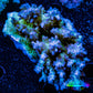 Acropora Coral -  Ultra Wild Acro WYSIWYG B3R2B1 Acropora Coral -  Ultra Wild Acro WYSIWYG B3R2B1 SPS Acropora Coral -  Ultra Wild Acro WYSIWYG B3R2B1 Zeo Box Reef