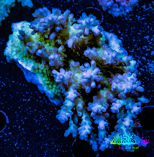 Acropora Coral -  Ultra Wild Acro WYSIWYG B3R2B1 Acropora Coral -  Ultra Wild Acro WYSIWYG B3R2B1 SPS Acropora Coral -  Ultra Wild Acro WYSIWYG B3R2B1 Zeo Box Reef