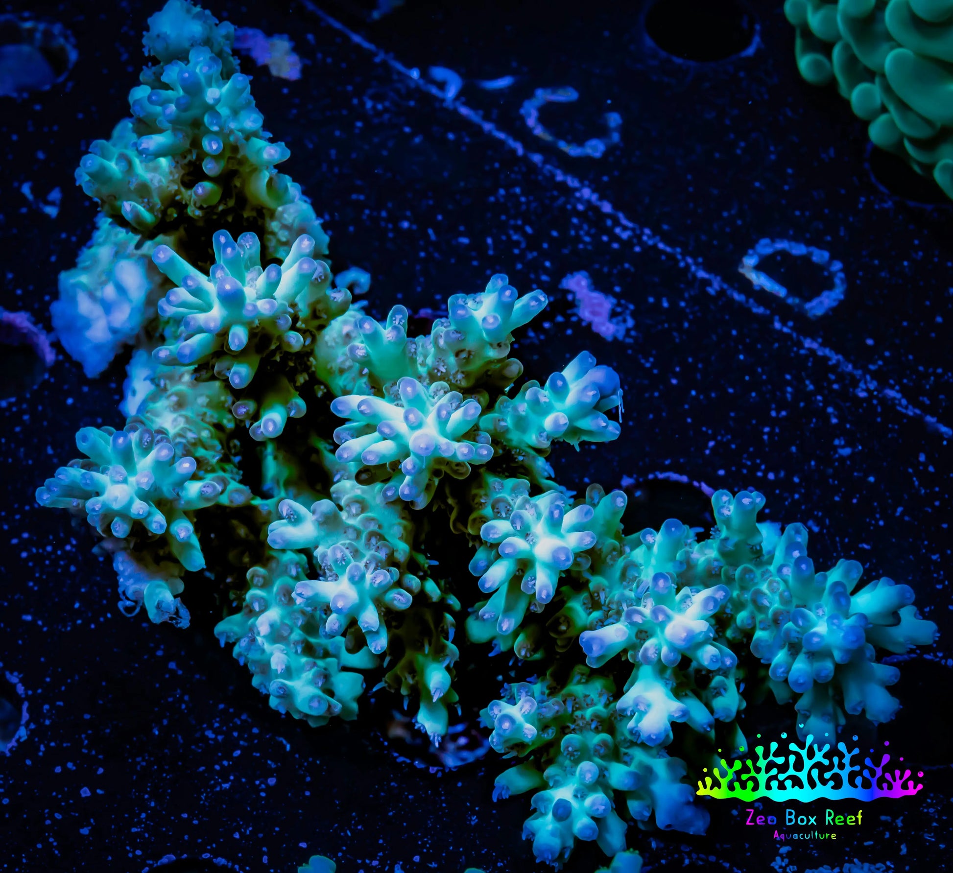 Acropora Coral -  Ultra Wild Acro WYSIWYG B4R5B1 Acropora Coral -  Ultra Wild Acro WYSIWYG B4R5B1 SPS Acropora Coral -  Ultra Wild Acro WYSIWYG B4R5B1 Zeo Box Reef