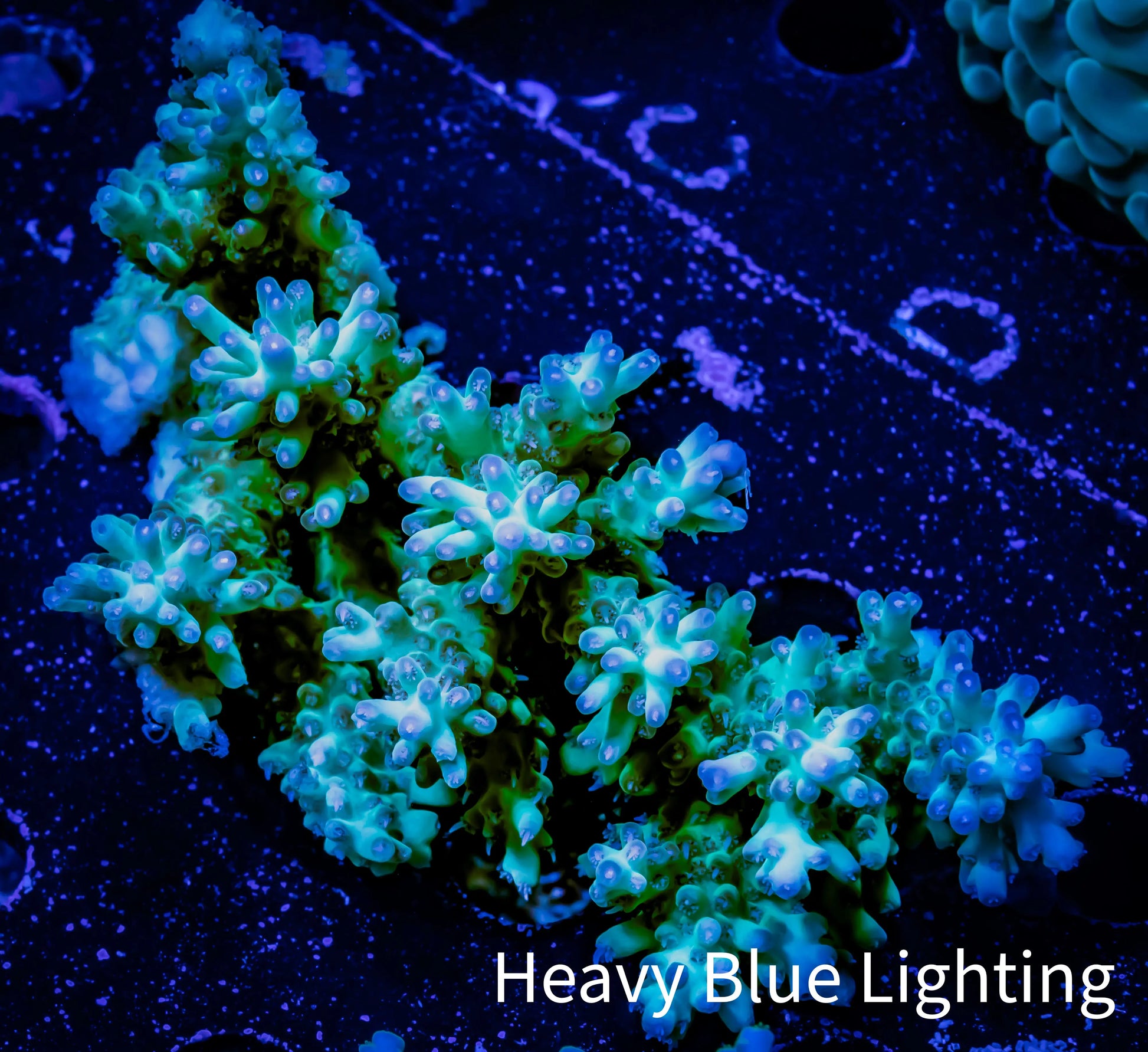 Acropora Coral -  Ultra Wild Acro WYSIWYG B4R5B1 Acropora Coral -  Ultra Wild Acro WYSIWYG B4R5B1 SPS Acropora Coral -  Ultra Wild Acro WYSIWYG B4R5B1 Zeo Box Reef