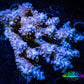 Acropora Coral -  Ultra Wild Acro WYSIWYG C1R2B1 Acropora Coral -  Ultra Wild Acro WYSIWYG C1R2B1 SPS Acropora Coral -  Ultra Wild Acro WYSIWYG C1R2B1 Zeo Box Reef
