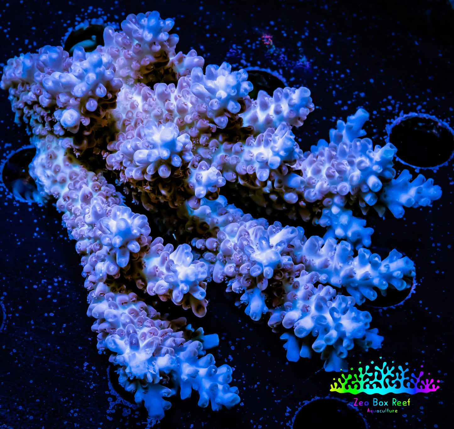 Acropora Coral -  Ultra Wild Acro WYSIWYG C1R2B1 Acropora Coral -  Ultra Wild Acro WYSIWYG C1R2B1 SPS Acropora Coral -  Ultra Wild Acro WYSIWYG C1R2B1 Zeo Box Reef