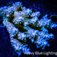 Acropora Coral -  Ultra Wild Acro WYSIWYG C1R2B1 Acropora Coral -  Ultra Wild Acro WYSIWYG C1R2B1 SPS Acropora Coral -  Ultra Wild Acro WYSIWYG C1R2B1 Zeo Box Reef