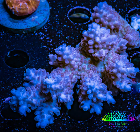 Acropora Coral -  Ultra Wild Acro WYSIWYG C1R5B1 Acropora Coral -  Ultra Wild Acro WYSIWYG C1R5B1 SPS Acropora Coral -  Ultra Wild Acro WYSIWYG C1R5B1 Zeo Box Reef