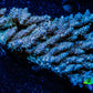 Acropora Coral -  Ultra Wild Acro WYSIWYG C2R2B1 Acropora Coral -  Ultra Wild Acro WYSIWYG C2R2B1 SPS Acropora Coral -  Ultra Wild Acro WYSIWYG C2R2B1 Zeo Box Reef