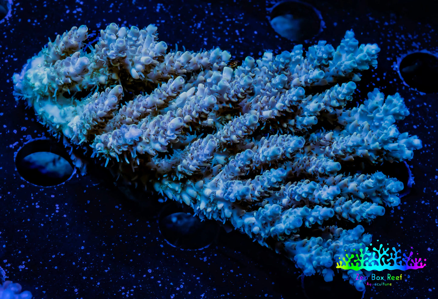 Acropora Coral -  Ultra Wild Acro WYSIWYG C2R2B1 Acropora Coral -  Ultra Wild Acro WYSIWYG C2R2B1 SPS Acropora Coral -  Ultra Wild Acro WYSIWYG C2R2B1 Zeo Box Reef