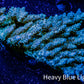 Acropora Coral -  Ultra Wild Acro WYSIWYG C2R2B1 Acropora Coral -  Ultra Wild Acro WYSIWYG C2R2B1 SPS Acropora Coral -  Ultra Wild Acro WYSIWYG C2R2B1 Zeo Box Reef