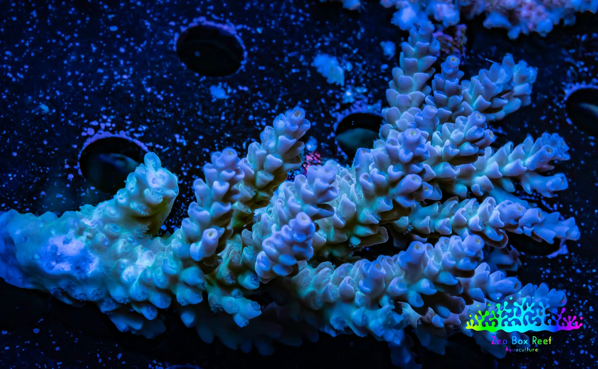 Acropora Coral -  Ultra Wild Acro WYSIWYG C3R2B1 Acropora Coral -  Ultra Wild Acro WYSIWYG C3R2B1 SPS Acropora Coral -  Ultra Wild Acro WYSIWYG C3R2B1 Zeo Box Reef