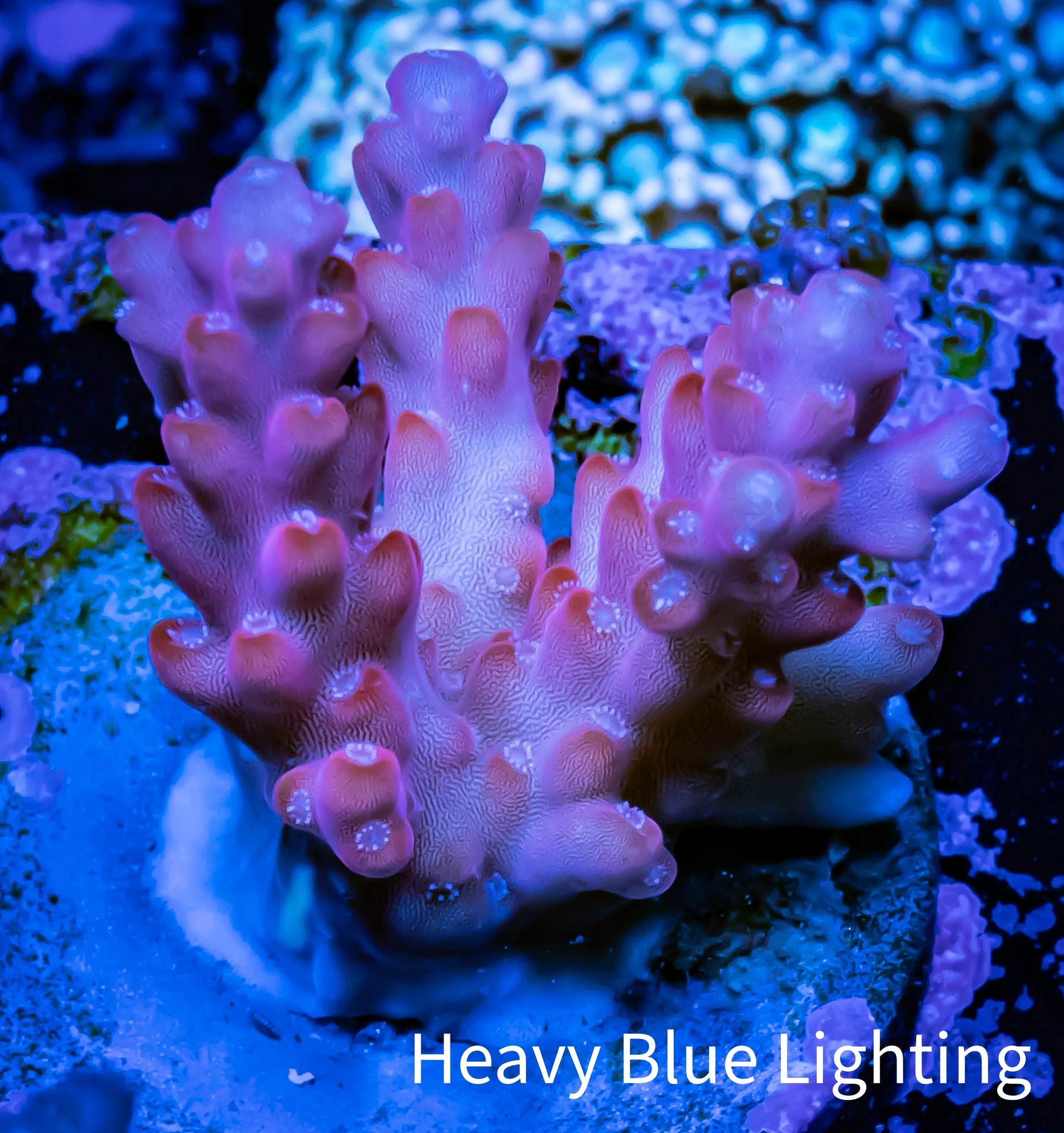 Acropora Coral -  Ultrab Cherry Blossom🌸 Acro Frag WYSIWYG A6R2B1 Acropora Coral -  Ultrab Cherry Blossom🌸 Acro Frag WYSIWYG A6R2B1 SPS Acropora Coral -  Ultrab Cherry Blossom🌸 Acro Frag WYSIWYG A6R2B1 Zeo Box Reef