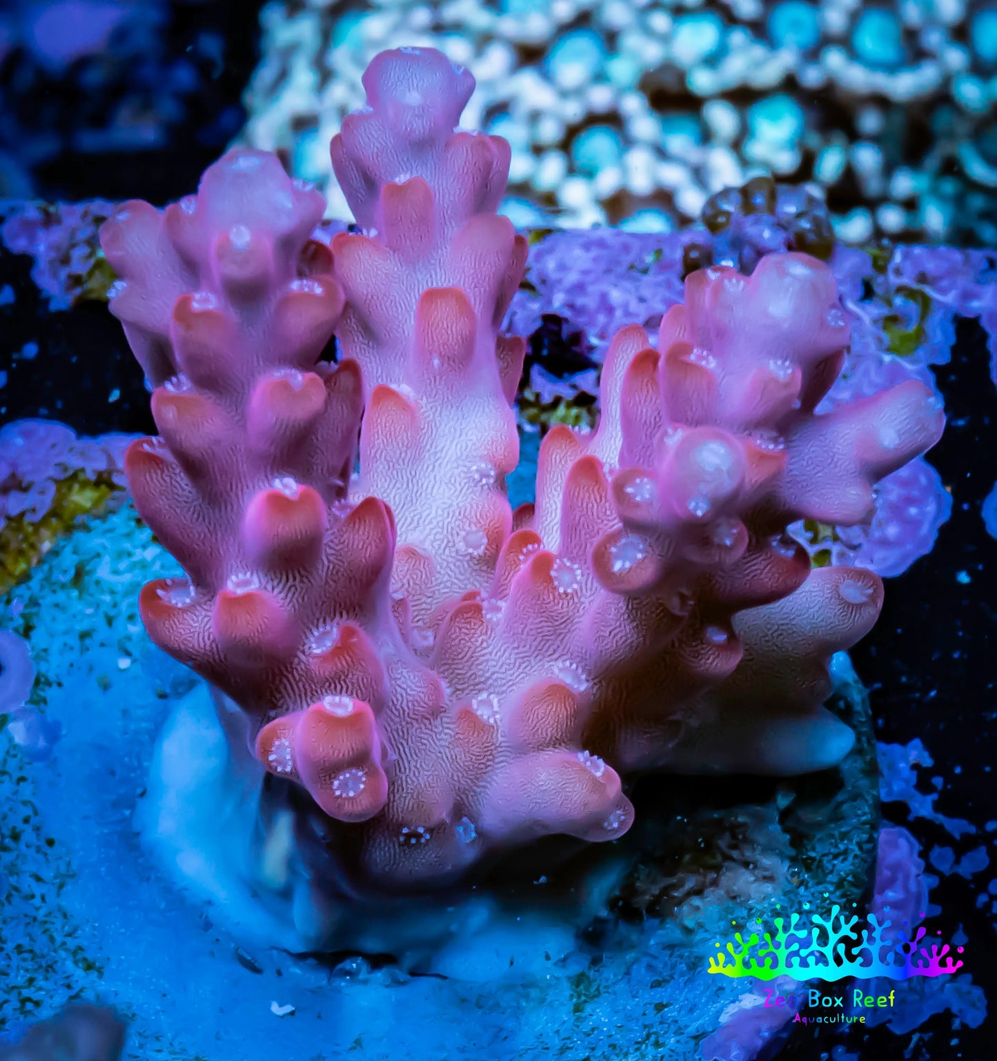 Acropora Coral -  Ultrab Cherry Blossom🌸 Acro Frag WYSIWYG A6R2B1 Acropora Coral -  Ultrab Cherry Blossom🌸 Acro Frag WYSIWYG A6R2B1 SPS Acropora Coral -  Ultrab Cherry Blossom🌸 Acro Frag WYSIWYG A6R2B1 Zeo Box Reef