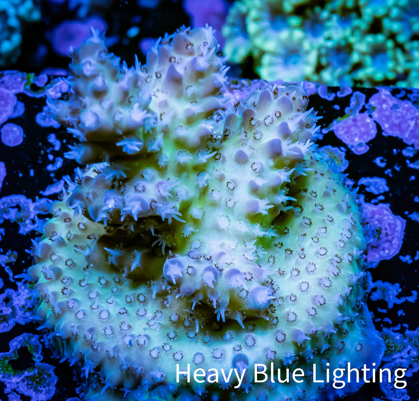 Acropora Coral -  Ultrab Cherry Blossom🌸 Acro Frag WYSIWYG A7R2B1 Acropora Coral -  Ultrab Cherry Blossom🌸 Acro Frag WYSIWYG A7R2B1 SPS Acropora Coral -  Ultrab Cherry Blossom🌸 Acro Frag WYSIWYG A7R2B1 Zeo Box Reef