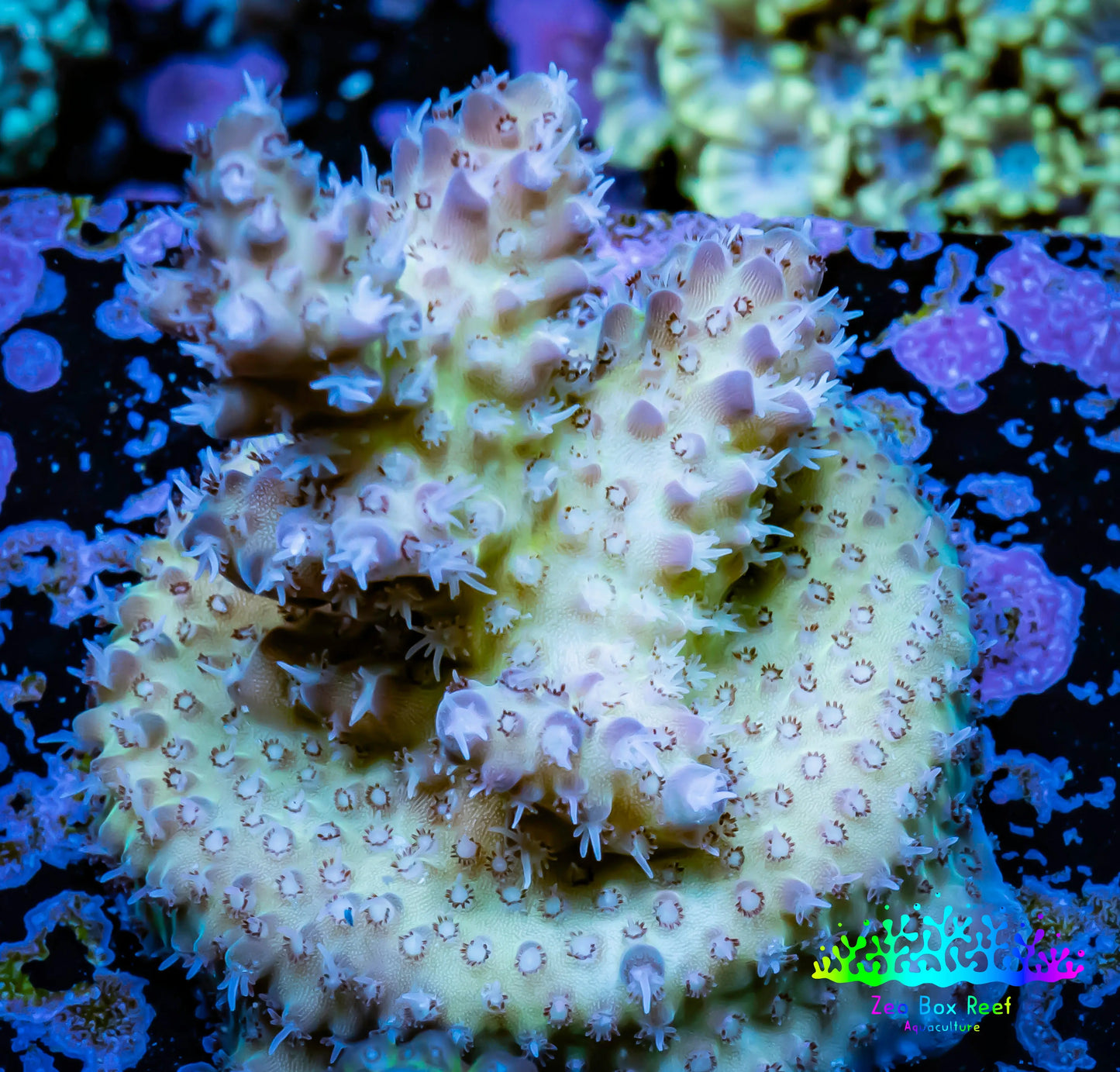 Acropora Coral -  Ultrab Cherry Blossom🌸 Acro Frag WYSIWYG A7R2B1 Acropora Coral -  Ultrab Cherry Blossom🌸 Acro Frag WYSIWYG A7R2B1 SPS Acropora Coral -  Ultrab Cherry Blossom🌸 Acro Frag WYSIWYG A7R2B1 Zeo Box Reef