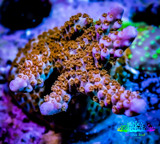 Acropora Coral - ZBR Dawnbreaker  Acro Frag WYSIWYG Acropora Coral - ZBR Dawnbreaker  Acro Frag WYSIWYG SPS Acropora Coral - ZBR Dawnbreaker  Acro Frag WYSIWYG Zeo Box Reef