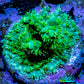 Acropora Millepora Coral -  Ultra Acro Frag WYSIWYG A3R5B1 Acropora Millepora Coral -  Ultra Acro Frag WYSIWYG A3R5B1 SPS Acropora Millepora Coral -  Ultra Acro Frag WYSIWYG A3R5B1 Zeo Box Reef