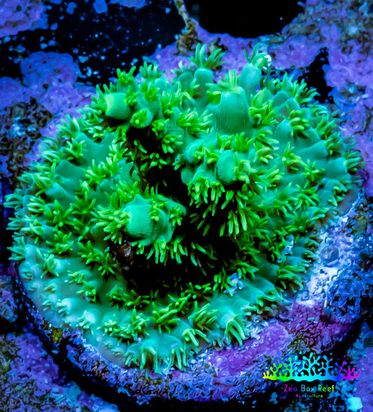 Acropora Millepora Coral -  Ultra Acro Frag WYSIWYG A3R5B1 Acropora Millepora Coral -  Ultra Acro Frag WYSIWYG A3R5B1 SPS Acropora Millepora Coral -  Ultra Acro Frag WYSIWYG A3R5B1 Zeo Box Reef