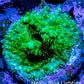 Acropora Millepora Coral -  Ultra Acro Frag WYSIWYG A3R5B1 Acropora Millepora Coral -  Ultra Acro Frag WYSIWYG A3R5B1 SPS Acropora Millepora Coral -  Ultra Acro Frag WYSIWYG A3R5B1 Zeo Box Reef