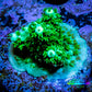 Acropora Millepora Coral -  Ultra Acro Frag WYSIWYG A4R5B1 Acropora Millepora Coral -  Ultra Acro Frag WYSIWYG A4R5B1 SPS Acropora Millepora Coral -  Ultra Acro Frag WYSIWYG A4R5B1 Zeo Box Reef