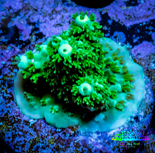 Acropora Millepora Coral -  Ultra Acro Frag WYSIWYG A4R5B1 Acropora Millepora Coral -  Ultra Acro Frag WYSIWYG A4R5B1 SPS Acropora Millepora Coral -  Ultra Acro Frag WYSIWYG A4R5B1 Zeo Box Reef