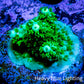 Acropora Millepora Coral -  Ultra Acro Frag WYSIWYG A4R5B1 Acropora Millepora Coral -  Ultra Acro Frag WYSIWYG A4R5B1 SPS Acropora Millepora Coral -  Ultra Acro Frag WYSIWYG A4R5B1 Zeo Box Reef