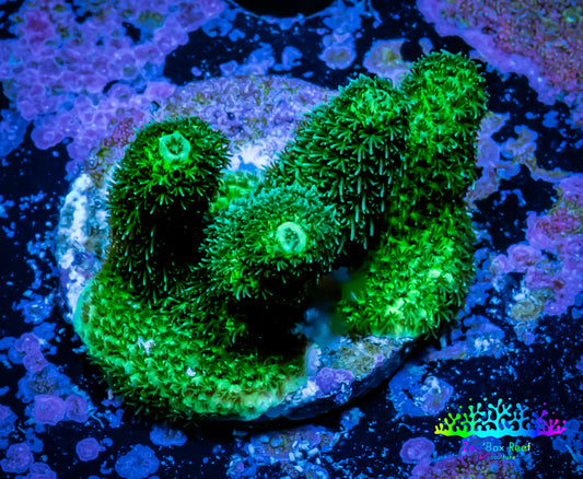 Acropora Millepora Coral -  Ultra Mille Frag WYSIWYG A1R5B1 Acropora Millepora Coral -  Ultra Mille Frag WYSIWYG A1R5B1 SPS Acropora Millepora Coral -  Ultra Mille Frag WYSIWYG A1R5B1 Zeo Box Reef