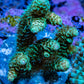 Acropora Millepora Coral - Ultra Mille Frag  WYSIWYG A3R5B1 Acropora Millepora Coral - Ultra Mille Frag  WYSIWYG A3R5B1 SPS Acropora Millepora Coral - Ultra Mille Frag  WYSIWYG A3R5B1 Zeo Box Reef