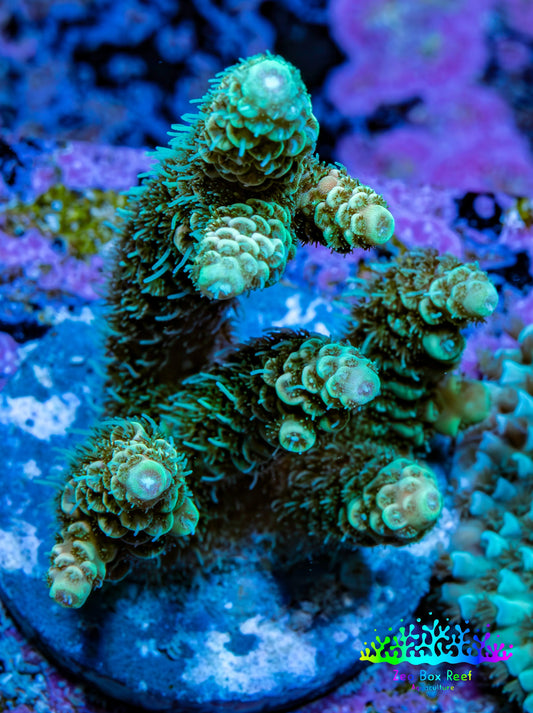 Acropora Millepora Coral - Ultra Mille Frag  WYSIWYG A3R5B1 Acropora Millepora Coral - Ultra Mille Frag  WYSIWYG A3R5B1 SPS Acropora Millepora Coral - Ultra Mille Frag  WYSIWYG A3R5B1 Zeo Box Reef